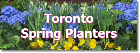 Toronto garden planters; spring planters