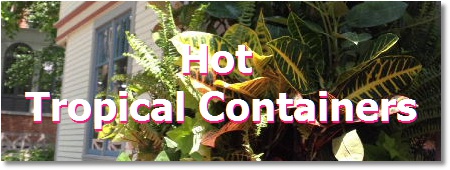 Toronto garden planters; tropical containers