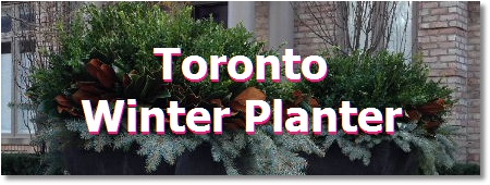 Toronto garden planters; winter planters